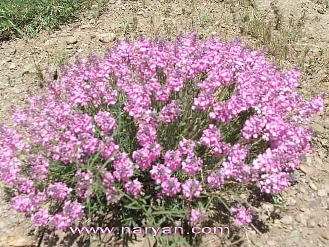 DSCF2746-b.jpg