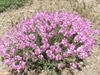 DSCF2746.jpg