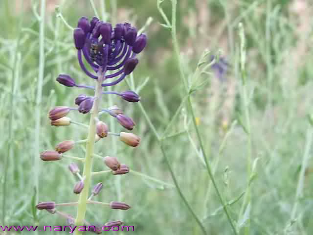 DSCF2844-b.jpg