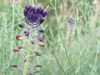 DSCF2844.jpg