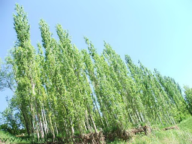 DSCF2911-b.jpg