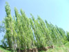 DSCF2911.jpg
