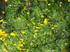 DSCF3042.jpg