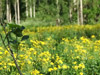 DSCF3046.jpg