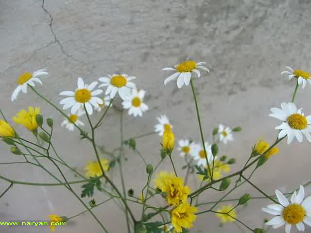 DSCF3982-b.jpg