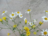 DSCF3982.jpg