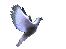 kabootar.png